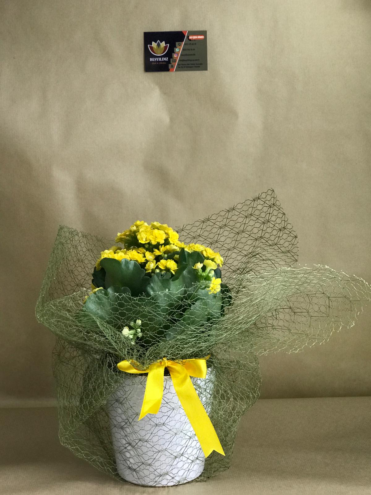 KALANCHOE
