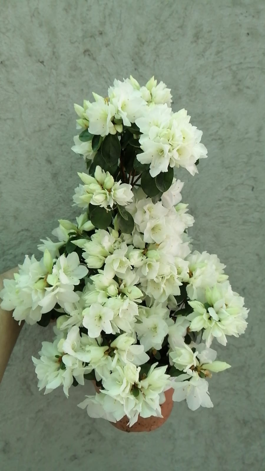 AELYA AACI