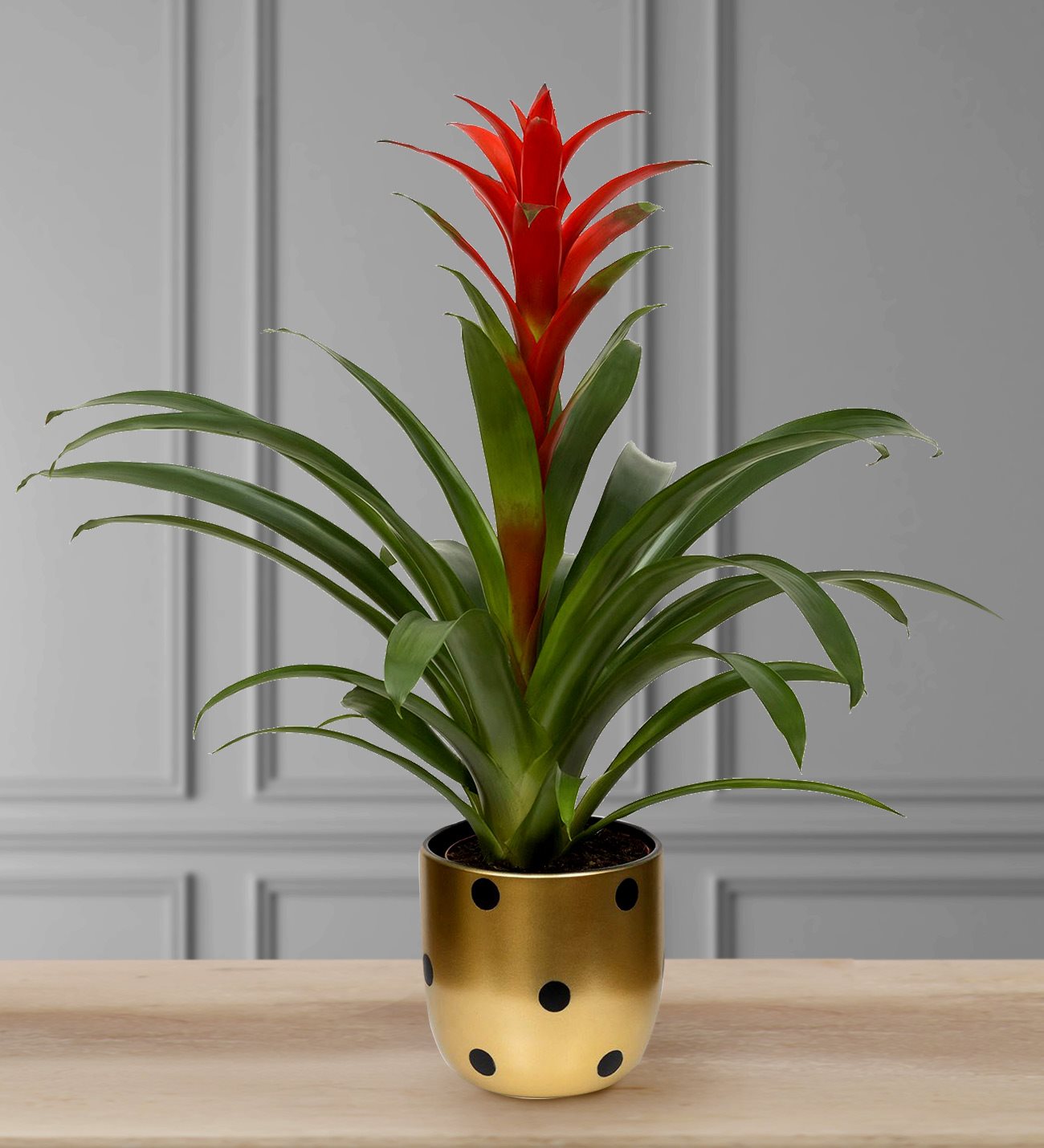 Puantiyeli Vazoda Guzmania Bitkisi