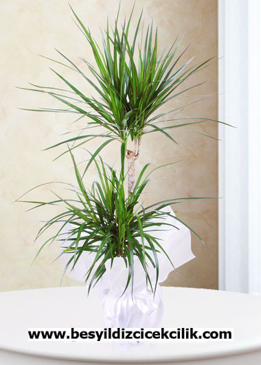 Tropic Yucca