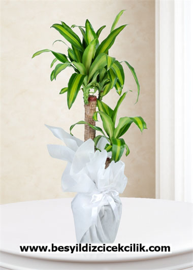 Dracena Massengena 2 li 