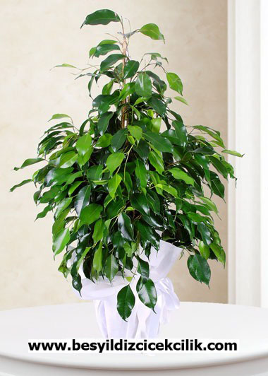 Ficus Benjamin 