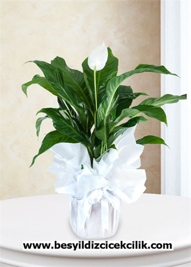 Bar iei Spathiphyllum 
