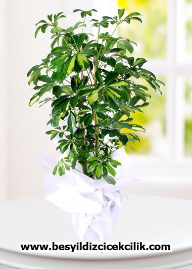 EFLORA