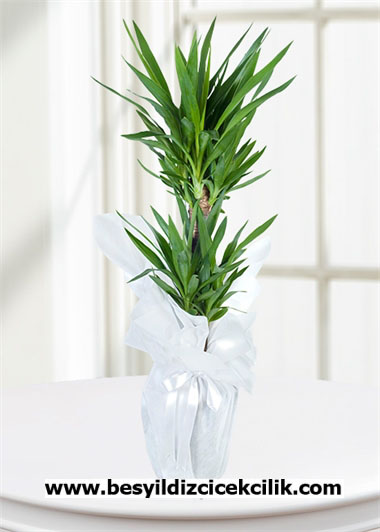 kili Dracena Marginata 