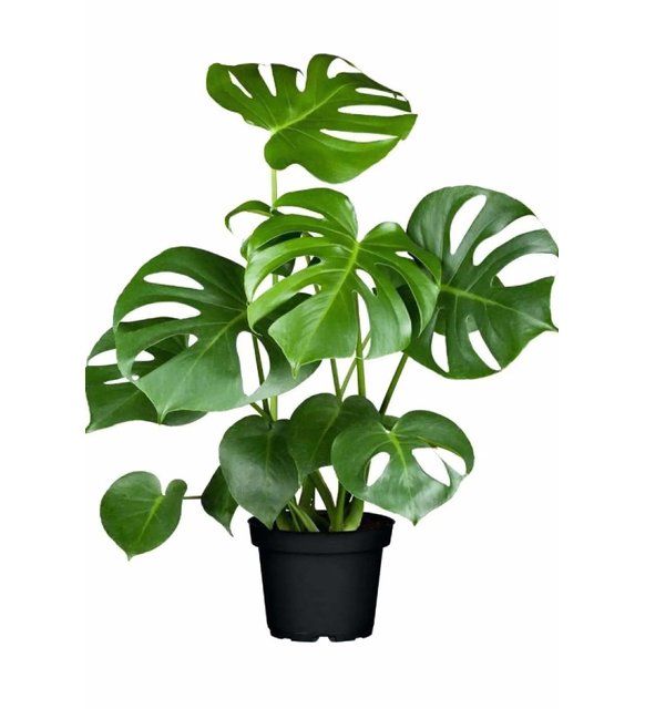 Deve Taban 60 cm